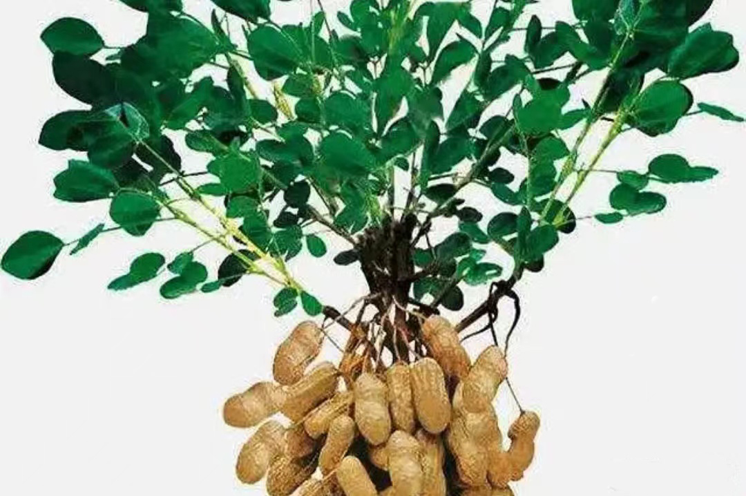 作物介绍——杂粮-花生-东北农业大学农学院